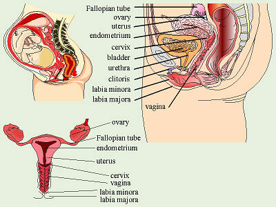 HUMAN FEMALE REPRODUCTIVE SYSTEM